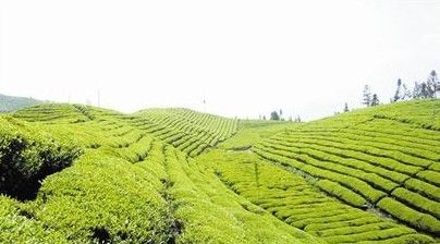 農(nóng)業(yè)部:10省份將率先上線農(nóng)產(chǎn)品追溯平臺