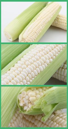 新鮮水果玉米棒超嫩甜白玉米_玉米_谷類_糧食作物_農(nóng)產(chǎn)品種植_商城_中國易農(nóng)網(wǎng)