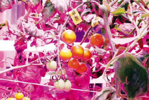 中科三安植物工廠試驗區(qū)種植的西紅柿和鐵皮石斛.記者 陳理杰 攝