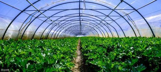 在農(nóng)村,大棚種植什么作物利潤高、風險小?這5個項目建議您考慮