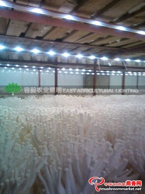 供應容毅農(nóng)業(yè)照明LED蘑菇燈_LED燈_設備_供應_食用菌買賣_中國食用菌商務網(wǎng)