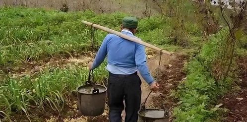 糞水澆菜 延續千年 專家 用糞水澆種的蔬菜不能吃 真的嗎