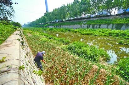 行洪道禁種高秸稈農作物_新浪新聞