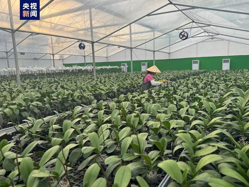 高質量發展調研行丨廢棄礦山 蝶變記 礦區開出美麗蝴蝶蘭