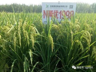 2018年種植什么農作物有前景?