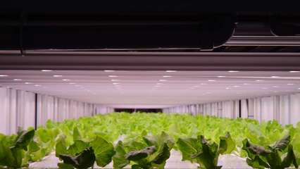 飛利浦GreenPower LED助力日本Prime Delica生產更健康、安全作物