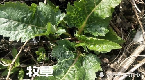 懶人 適合種植什么作物,既省事又賺錢,要因地制宜