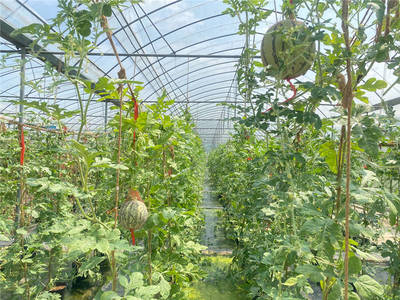 尚果園大棚內使用綠色防控技術種植的瓜果。受訪單位供圖