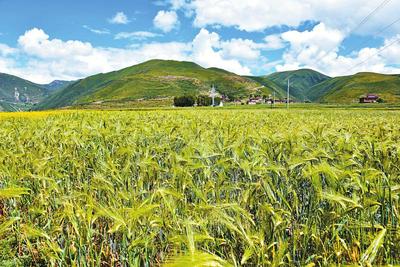 品種改良、規范種植、產品開發 一粒小青稞 托起農牧民致富大產業