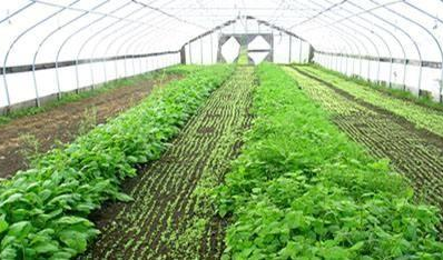 大棚土壤為什么出現板結問題?記住幾點就能改善又能使農作物高產