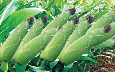 在春天里,農(nóng)民有哪些作物要種植呢?