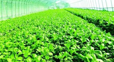【深度剖析】對有機(jī)農(nóng)業(yè)最大的誤解:就是不用肥料、不打藥