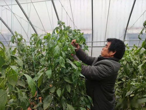 贊 賀州農作物種植面積達66.25萬畝