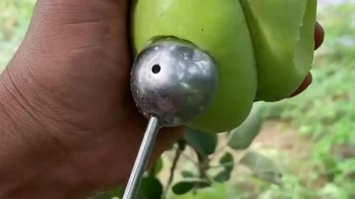 使用農(nóng)產(chǎn)品嫁接技術(shù),培育出來的牛奶蘋果,味道和銷量還是非常可觀的