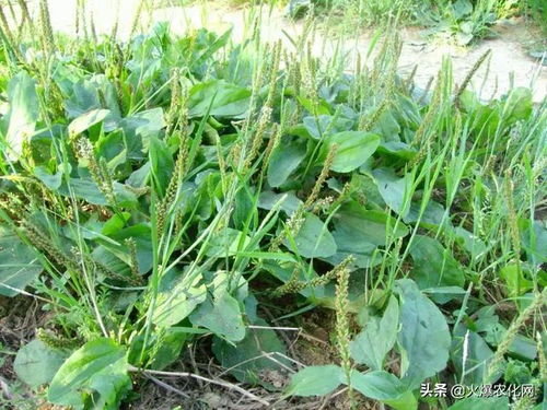 農(nóng)村4種作物全砍 2021年禁止播種 一旦發(fā)現(xiàn)可能會罰款