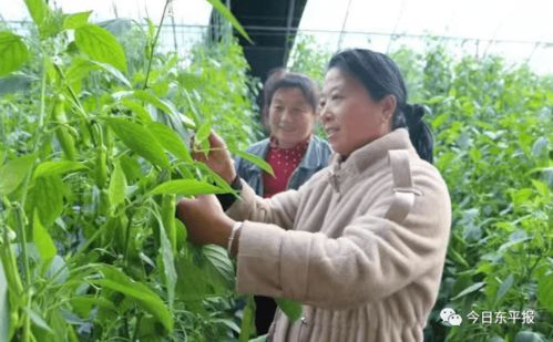滿滿 她力量 點贊東平巾幗創(chuàng)業(yè)致富帶頭人
