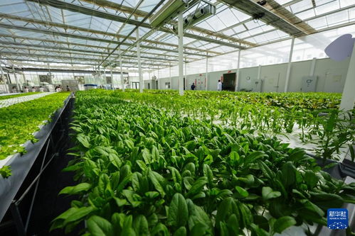 對口援疆助力戈壁興建智慧農(nóng)業(yè)植物工廠