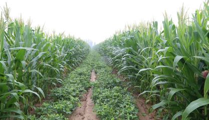 【農(nóng)業(yè)地理】農(nóng)作物的種植方式,為何如此重要?高考地理常考點分析: 土壤問題