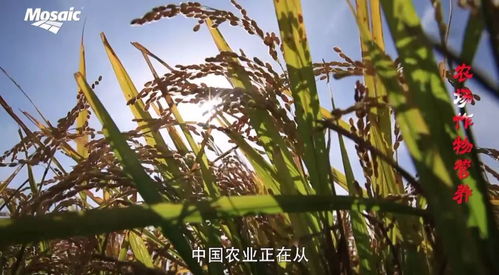可持續(xù)發(fā)展的農(nóng)場(chǎng)作物營(yíng)養(yǎng)