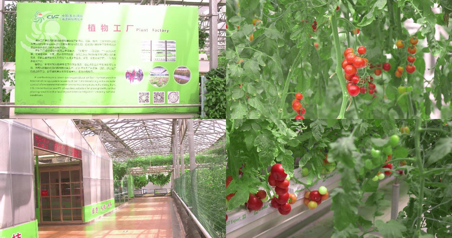 農(nóng)業(yè)科技植物工廠,小番茄