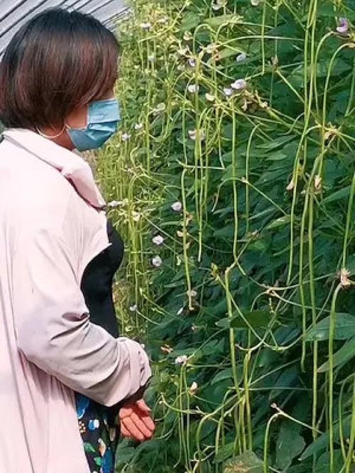 豇豆種植技術(shù) 優(yōu)質(zhì)農(nóng)產(chǎn)品 豆農(nóng)場(chǎng) 豆農(nóng)很難產(chǎn)量上了,價(jià)格沒了,行情來(lái)了,產(chǎn)量沒了,唉 每晚八點(diǎn)直播技術(shù)分享