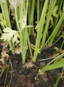 懂農(nóng)作物種植的來(lái)