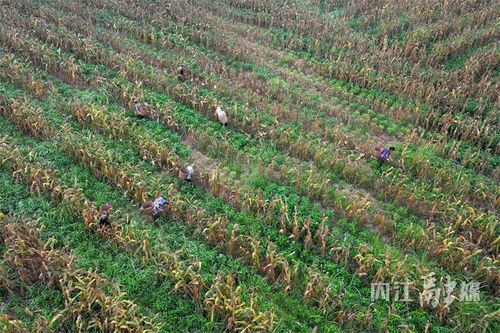 內江觀音洞村 玉米豐收好時節 遍地金黃糧滿倉