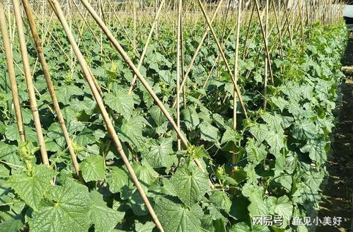 小滿后種菜別犯難 這幾類作物抓緊種,錯過影響收成