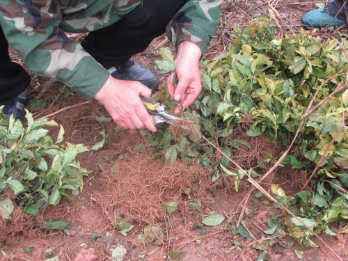 廣西農(nóng)科院 廣西亞熱帶作物研究所