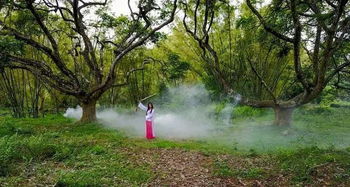 博羅有一大片古欖樹(shù),樹(shù)齡近200年,在嶺南地區(qū)絕無(wú)僅有
