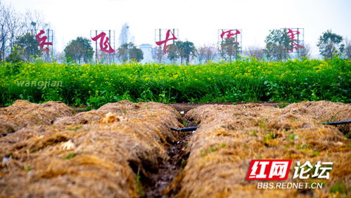 陽(yáng)春三月的豐收,墨莊堂內(nèi)的笑臉比春花還美