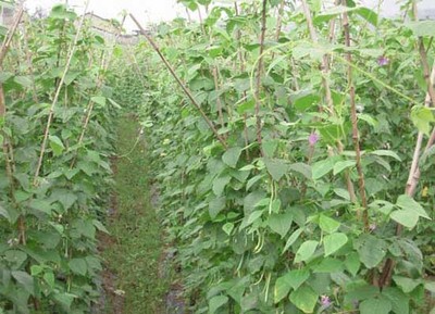 四季豆種植技術(shù)