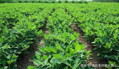 種植花生要不要起壟,起壟和平地種植,有什么區(qū)別嗎